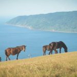 Project 47 Ep 2: Miyazaki’s Hidden Shrines & Wild Coastline Camping – 4-Day Ride