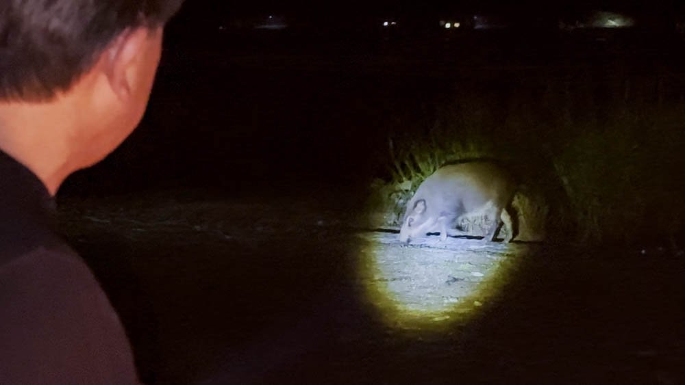 Wild boar illuminated by a flashlight beside a motorcycle campsite at night in Ehime