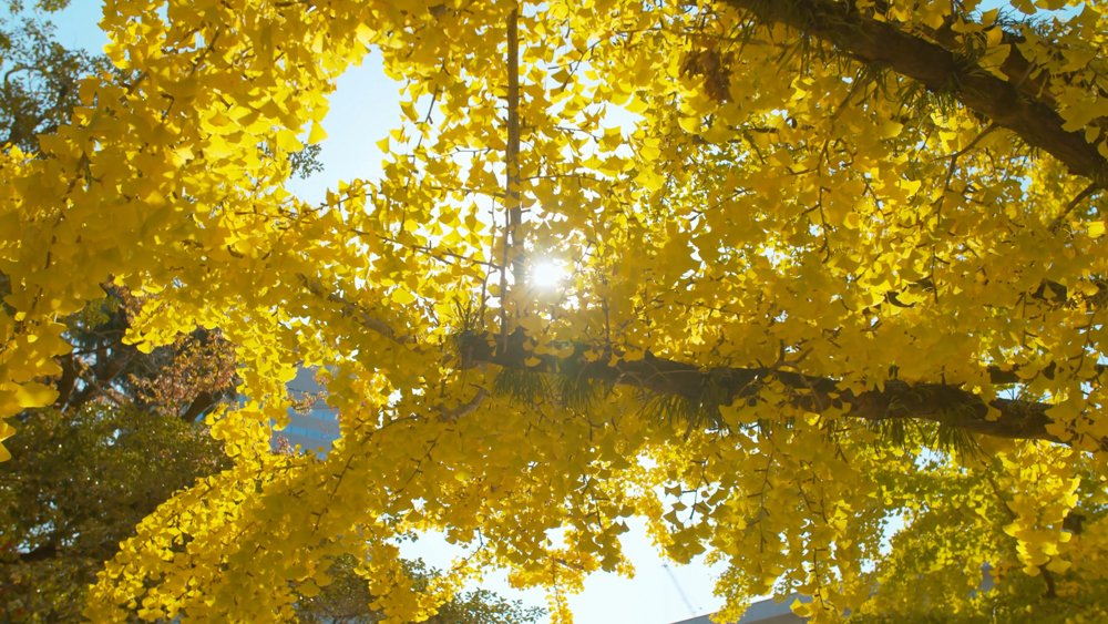Golden ginkgo leaves glowing in autumn sunlight in Hiroshima Prefecture
